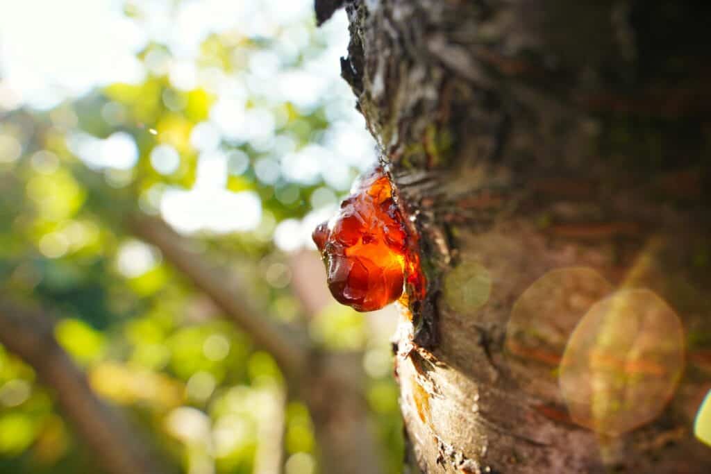 樹脂是琥珀香水調性常用的素材